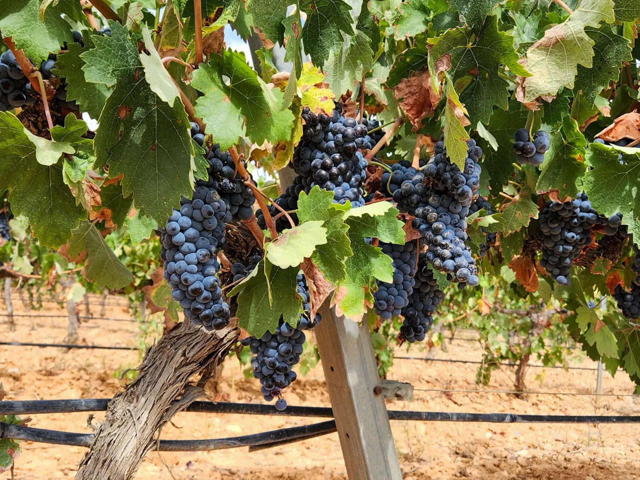 ���ڥ��󡦥Х�󥷥��Υ֥ɥ�